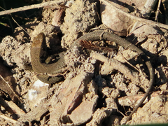 Algyroides moreoticus