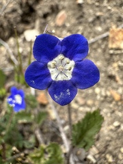 Phacelia viscida viscida