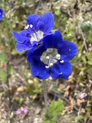 Phacelia viscida viscida