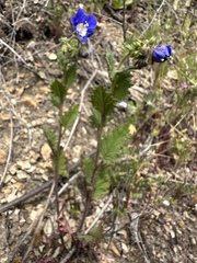 Phacelia viscida viscida