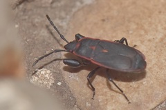 Scantius forsteri