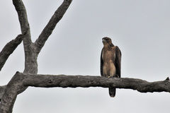 Aquila spilogaster