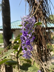 Petrea