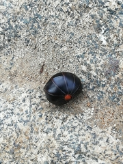 Glomeris aurita