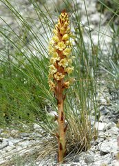 Orobanche kochii