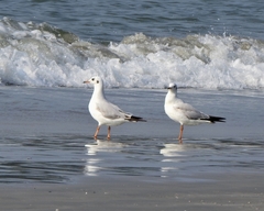 Chroicocephalus brunnicephalus