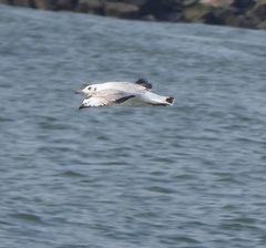 Chroicocephalus brunnicephalus