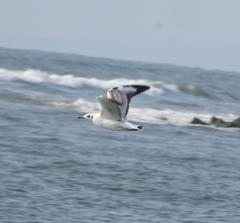 Chroicocephalus brunnicephalus