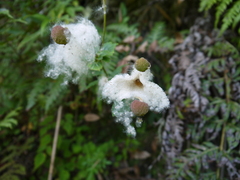 Eriocapitella vitifolia