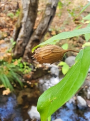 Calycanthus occidentalis