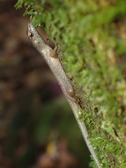 Saproscincus spectabilis