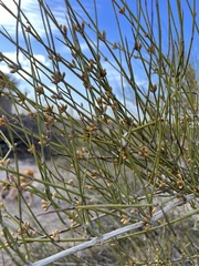 Ephedra californica