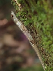 Saproscincus spectabilis