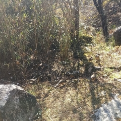 Pterorhinus albogularis