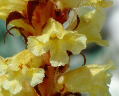 Orobanche kochii
