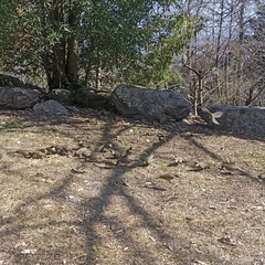 Pterorhinus albogularis