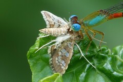 Sameodes cancellalis