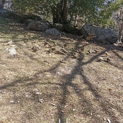 Pterorhinus albogularis