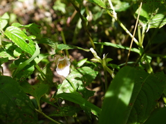 Impatiens uniflora