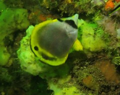 Chaetodon flavirostris