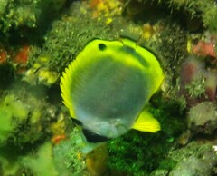 Chaetodon flavirostris