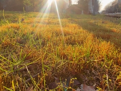 Haplocladium microphyllum