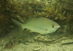 Gerres subfasciatus