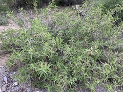 Ambrosia ambrosioides