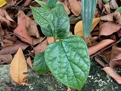 Aristolochia acuminata