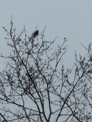 Sturnus vulgaris