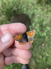 Lycaena phlaeas