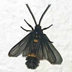 Psichotoe duvaucelii