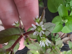 Stellaria aquatica
