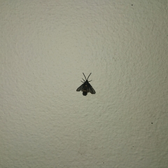 Psichotoe duvaucelii