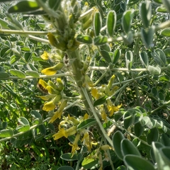 Astragalus macrocarpus