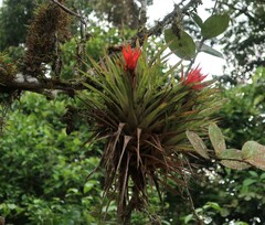 Guzmania lingulata