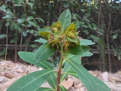 Euphorbia sieboldiana