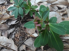 Euphorbia sieboldiana