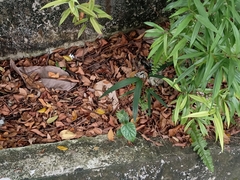 Aristolochia acuminata