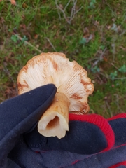 Lactarius trivialis