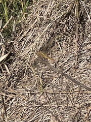 Crocothemis