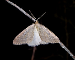 Theria rupicapraria