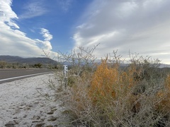 Cuscuta psorothamnensis