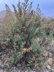 Artemisia barrelieri