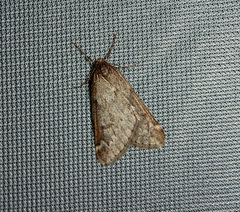 Alsophila aescularia