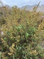 Artemisia barrelieri