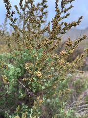 Artemisia barrelieri