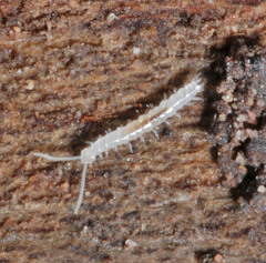Scutigerellidae