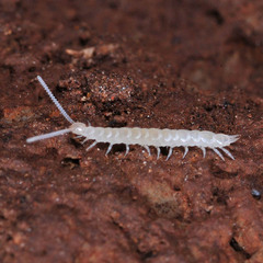 Scutigerellidae