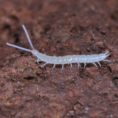 Scutigerellidae